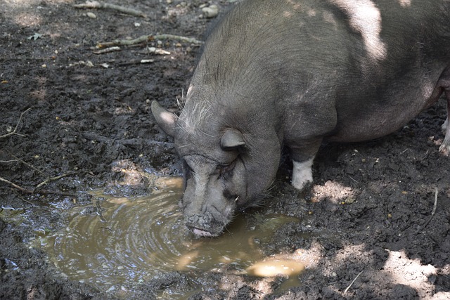 吸引了无数 吸引了无数